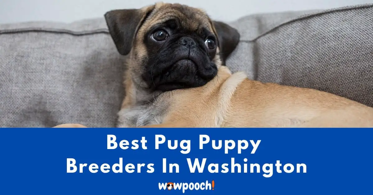 Top 6 Best Pug Breeders In Washington (WA) State