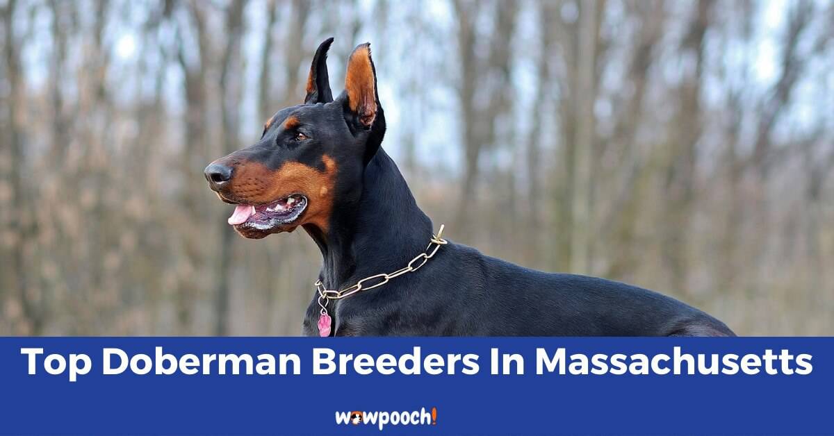 Top 7 Best Doberman Pinscher Breeders In Massachusetts (MA) State