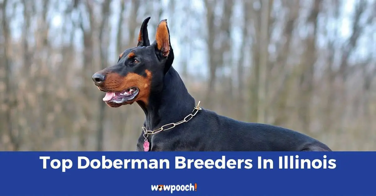 Top 7 Best Doberman Pinscher Breeders In Illinois (IL) State