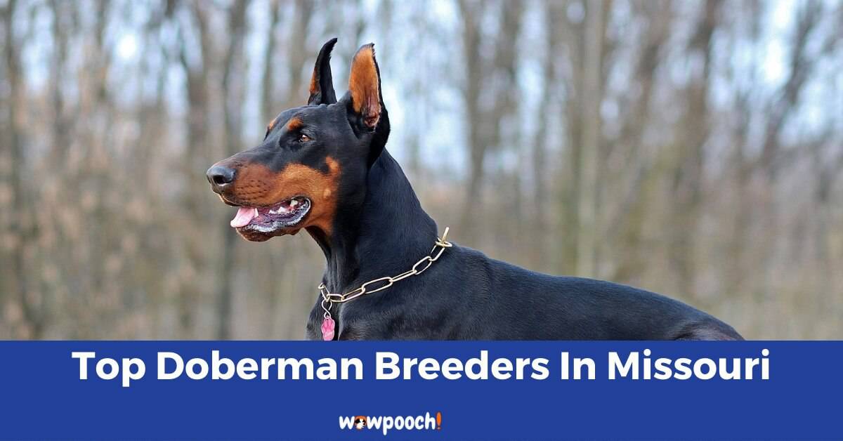 Top 7 Best Doberman Pinscher Breeders In Missouri (MO) State
