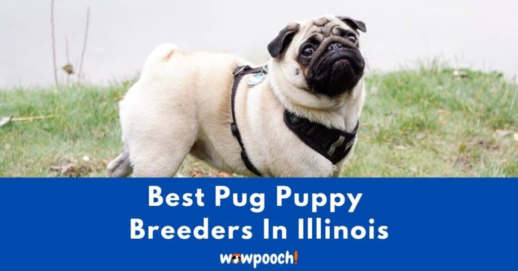 Top 7 Best Pug Breeders In Illinois (IL) State