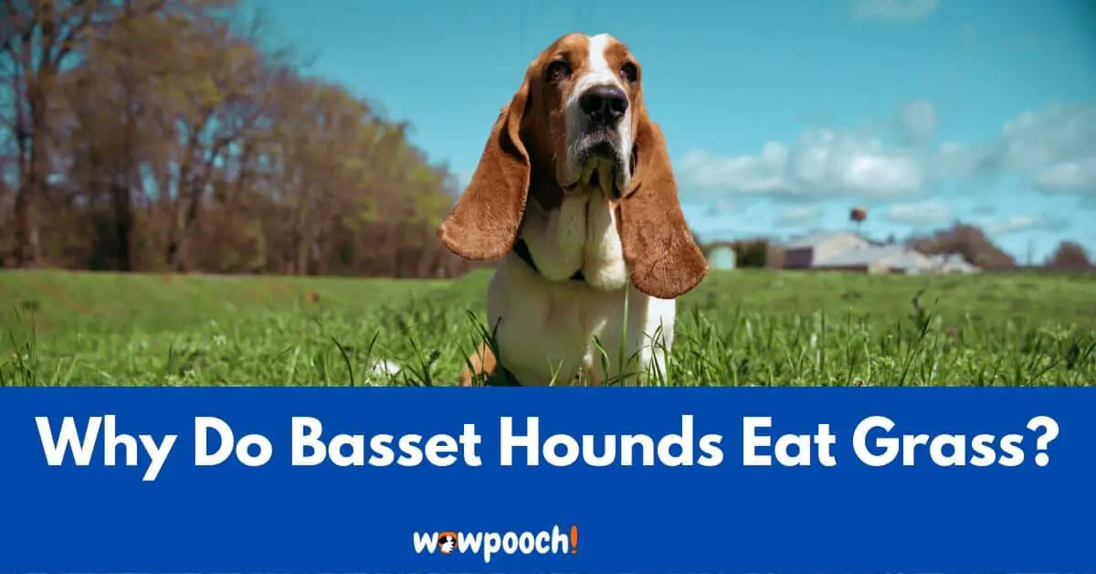 Why Do Basset Hounds Eat Grass? 7 Possible Reasons To Learn!