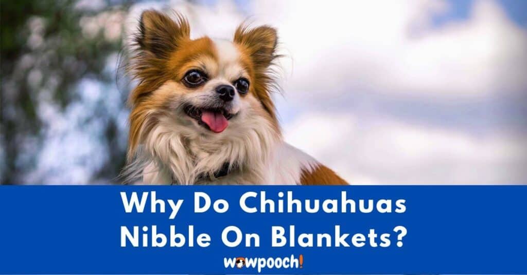 Why Do Chihuahuas Nibble On Blankets?