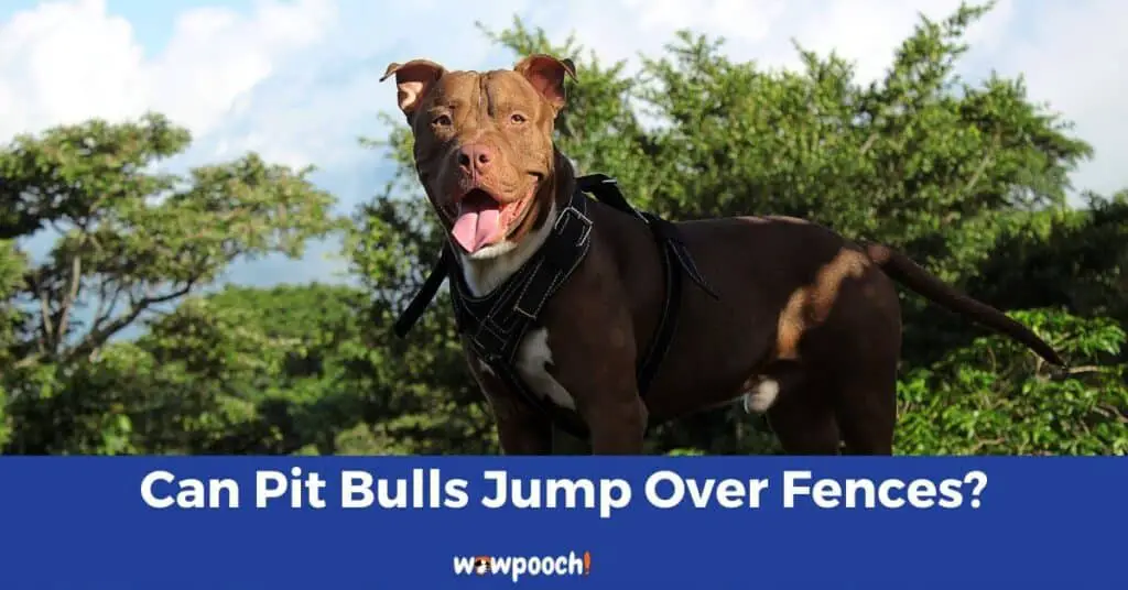 Can Pit Bulls Jump Over Fences?
