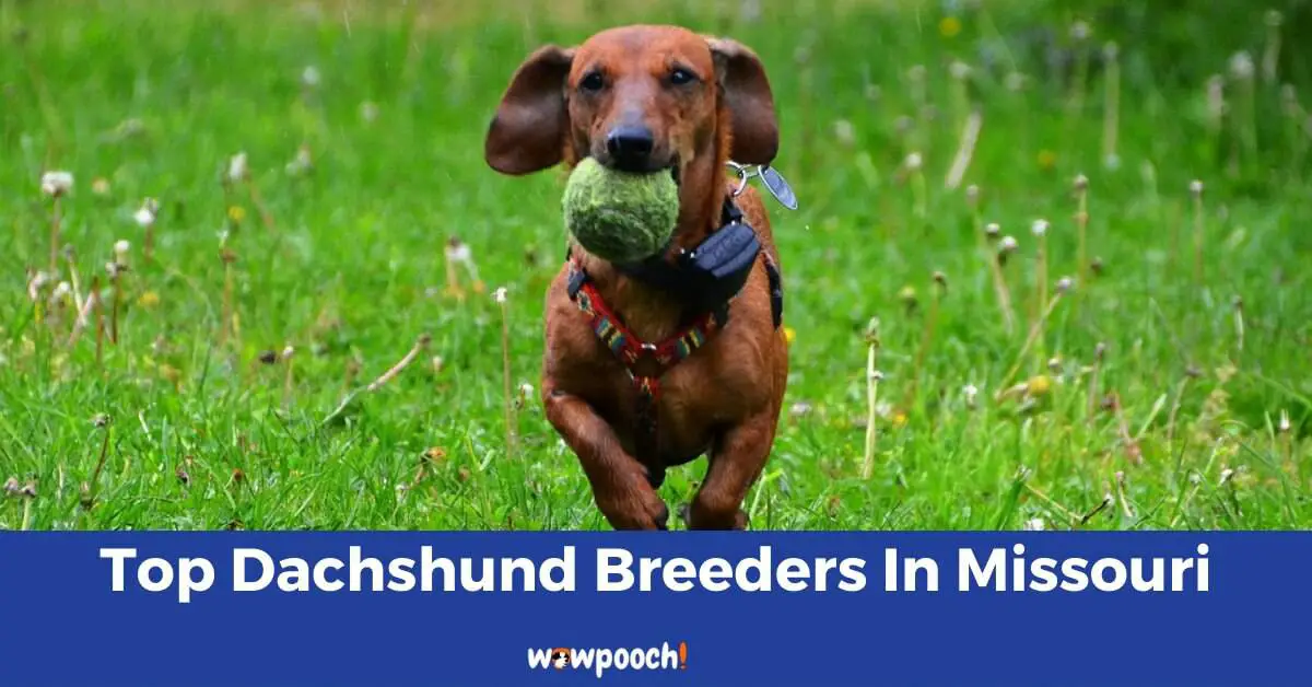 Top 15 Best Dachshund Breeders In Missouri (MO) State