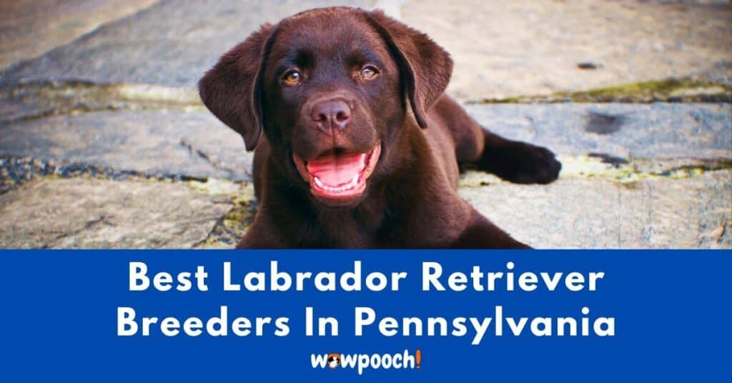 Top 15 Best Labrador Retriever Breeders In Pennsylvania (PA) State