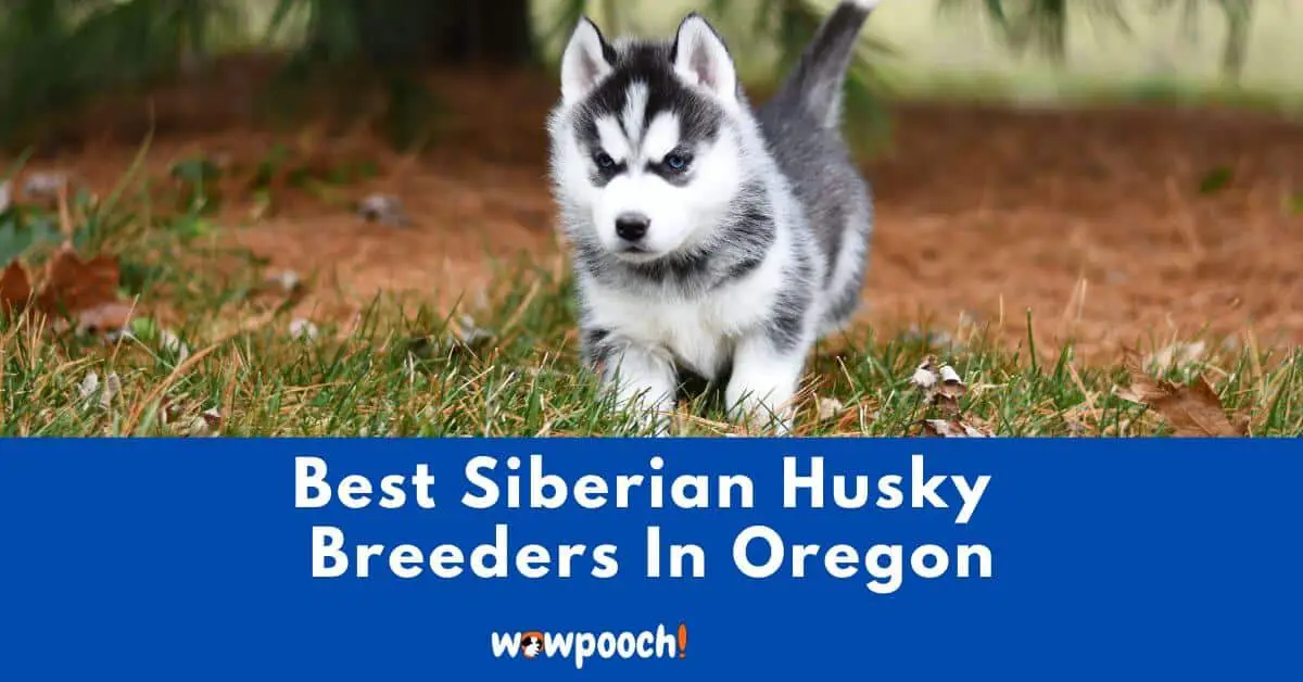 Top 3 Best Siberian Husky Breeders In Oregon (OR) State