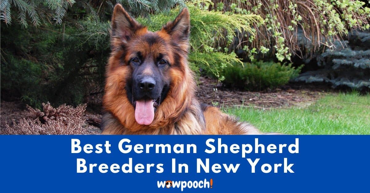 Top 5 Best German Shepherd Breeders In New York (NY) State