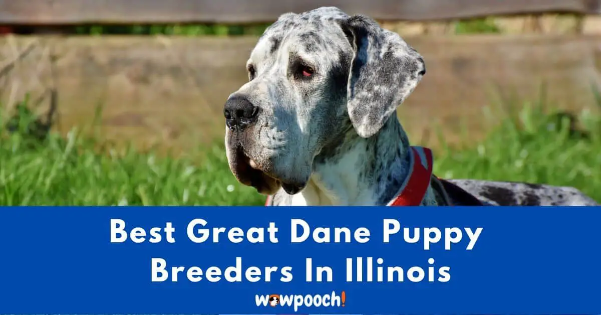 Top 5 Best Great Dane Breeders In Illinois (IL) State