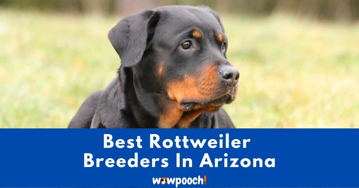 Top 5 Best Rottweiler Breeders In Arizona (AZ) State
