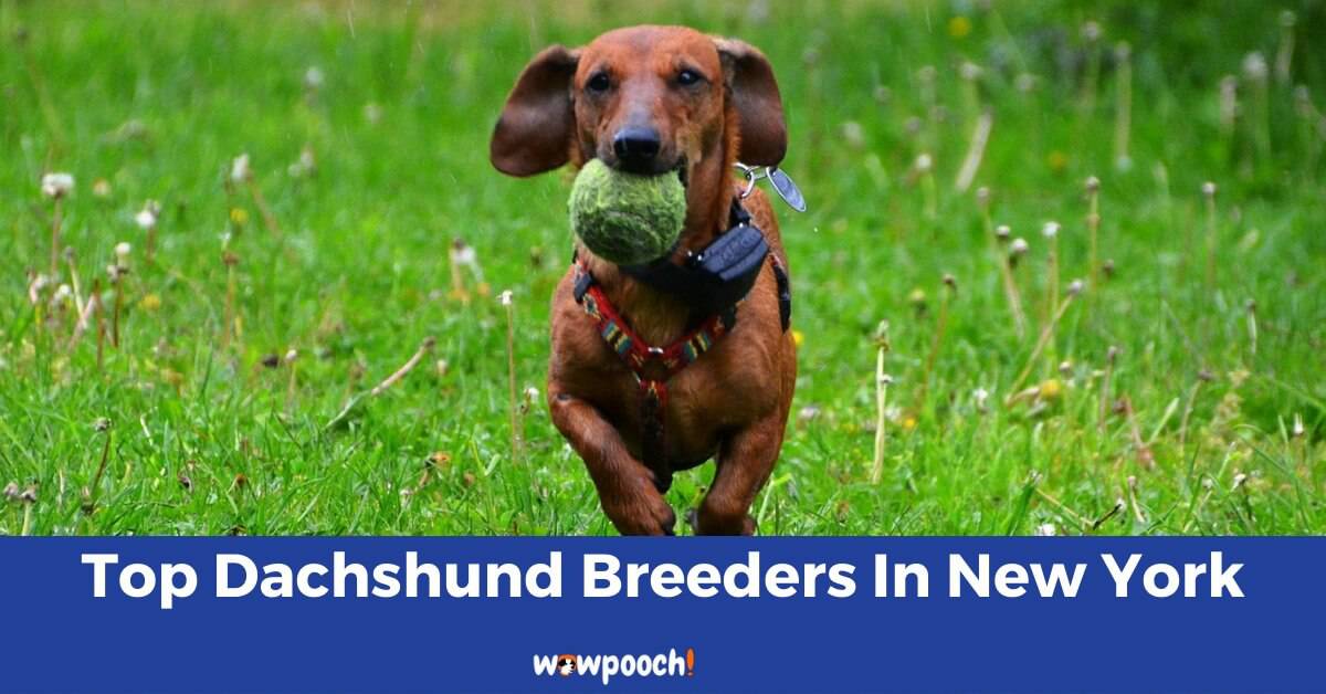 Top 6 Best Dachshund Breeders In New York (NY) State