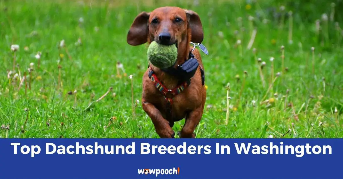 Top 6 Best Dachshund Breeders In Washington (WA) State