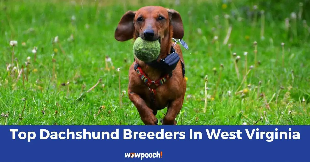 Top 6 Best Dachshund Breeders In West Virginia (WV) State
