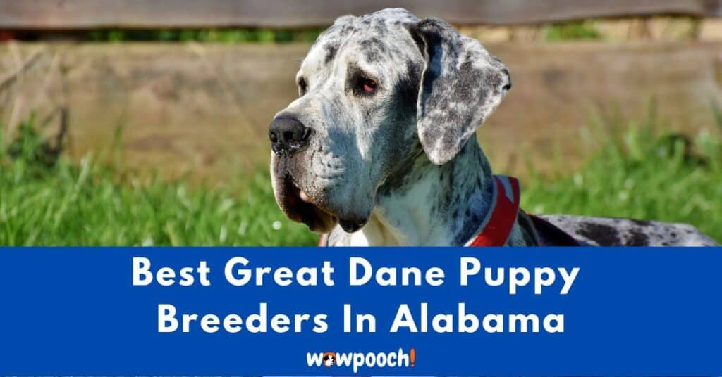Top 6 Best Great Dane Breeders In Alabama (AL) State