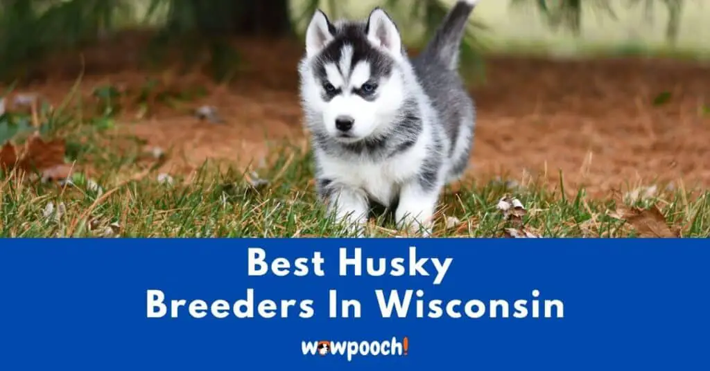 Top 7 Best Husky Breeders In Wisconsin (WI) State