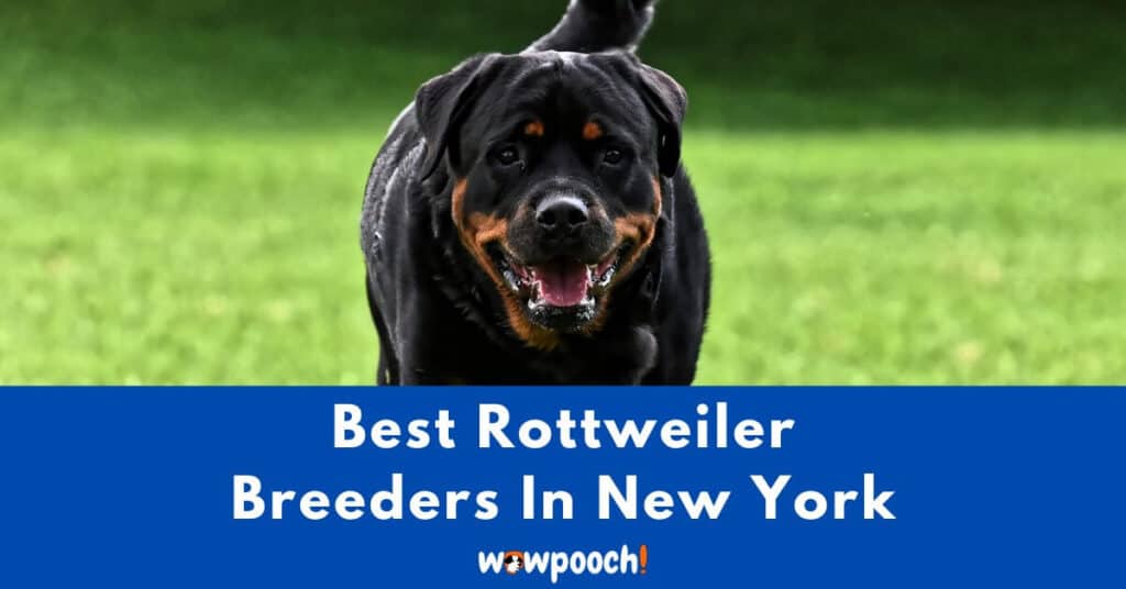 Top 8 Best Rottweiler Breeders In New York (NY) State