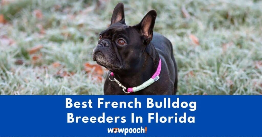 Top 9 Best French Bulldog Breeders In Florida (FL) State