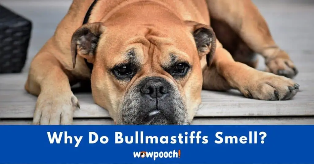 Why Do Bullmastiffs Smell So Bad?