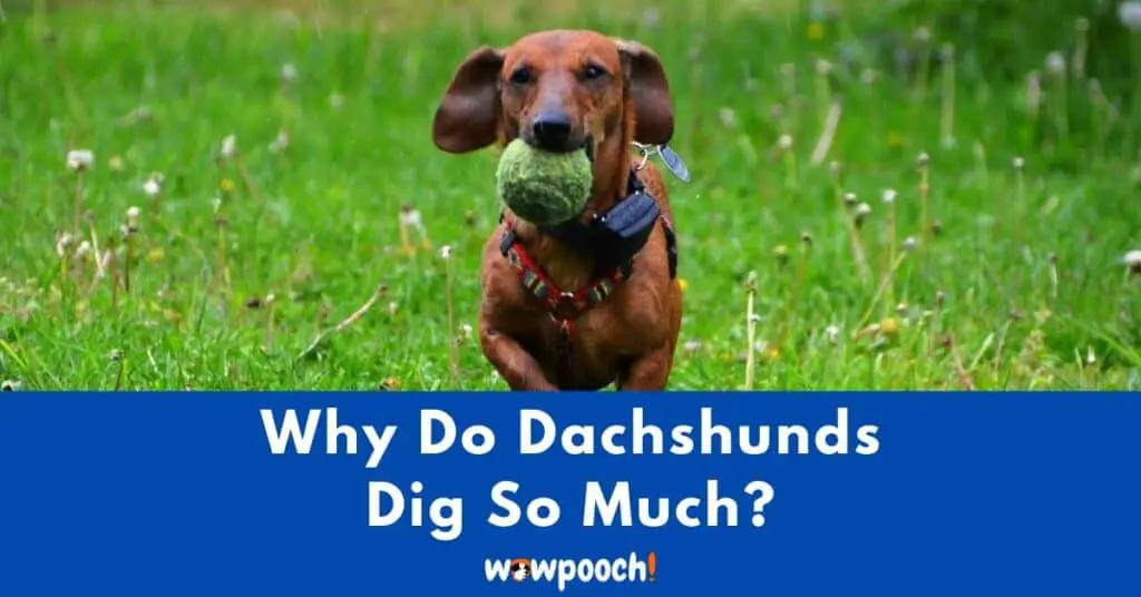 Why Do Dachshunds Dig So Much?