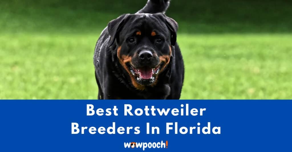 Top 11 Best Rottweiler Breeders In Florida (FL) State