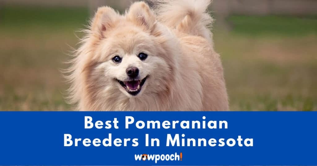 Top 6 Best Pomeranian Breeders In Minnesota (MN) State
