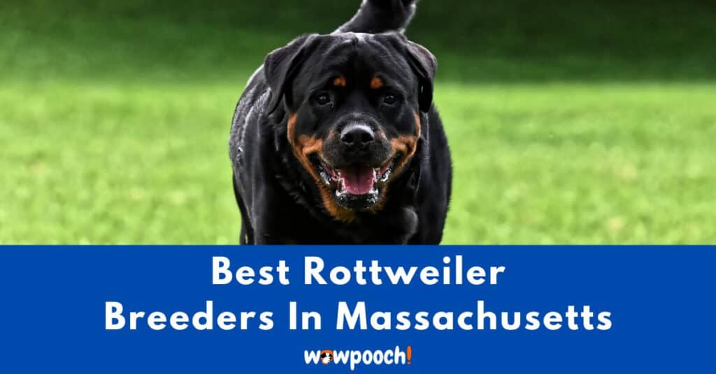 Top 6 Best Rottweiler Breeders In Massachusetts (MA) State
