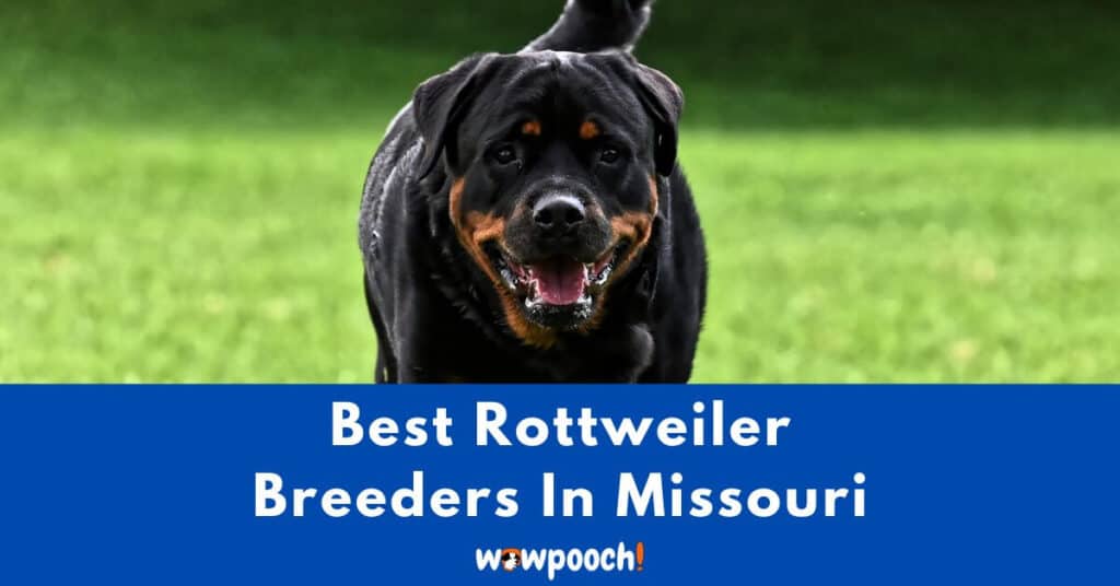 Top 6 Best Rottweiler Breeders In Missouri (MO) State