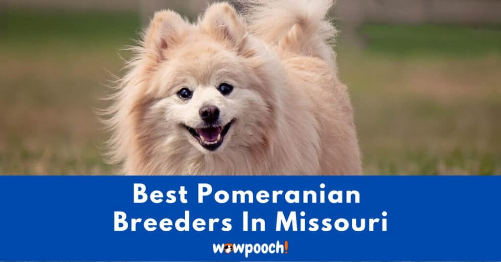 Top 7 Best Pomeranian Breeders In Missouri (MO) State
