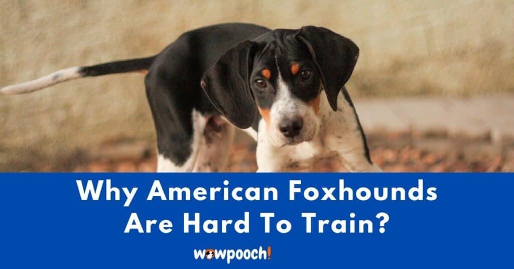 Why American Foxhounds Are Hard To Train?