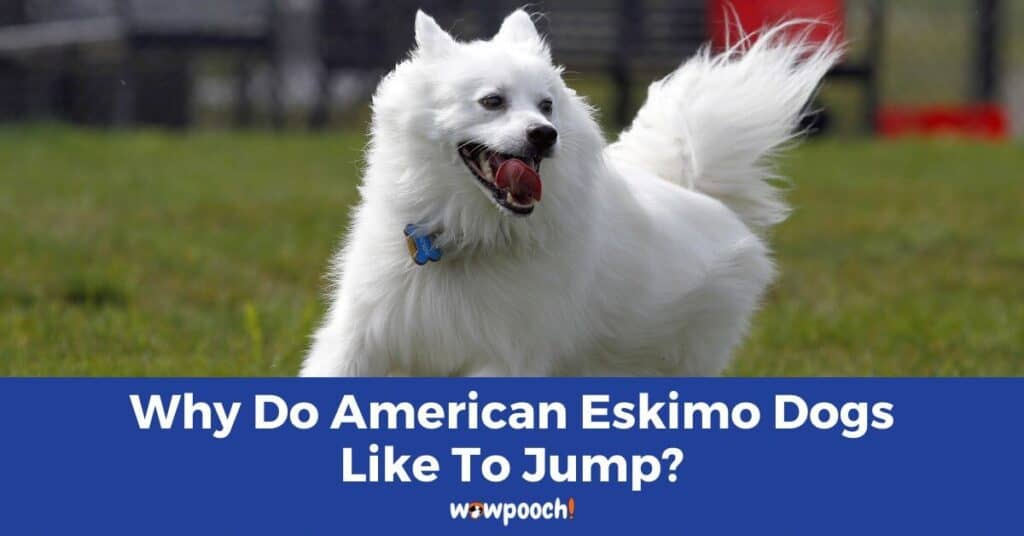 Why Do American Eskimo Dogs Like To Jump