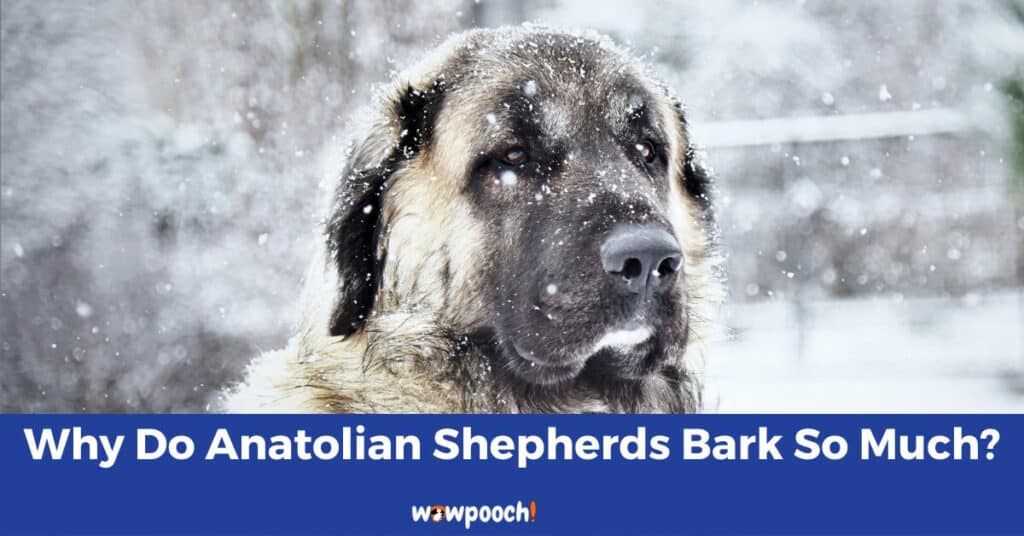 Why Do Anatolian Shepherds Bark