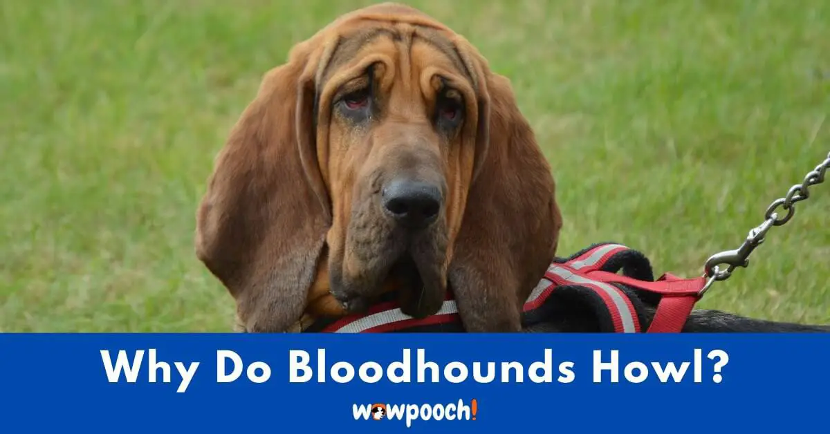 Why Do Bloodhounds Howl?