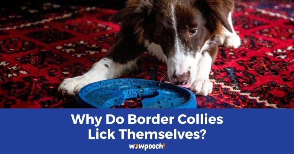 Why Do Border Collies Lick Themselves