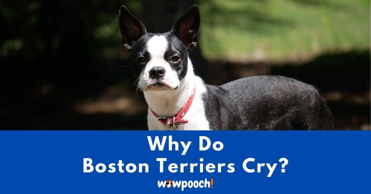 Why Do Boston Terriers Cry?