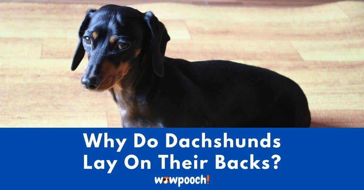 Why Do Dachshunds Lay On Their Backs?