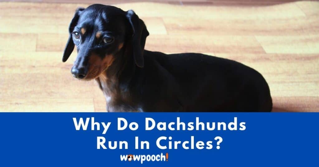 Why Do Dachshunds Run In Circles