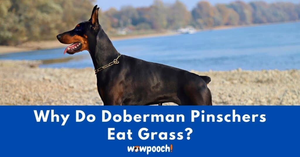 Why Do Doberman Pinschers Eat Grass?