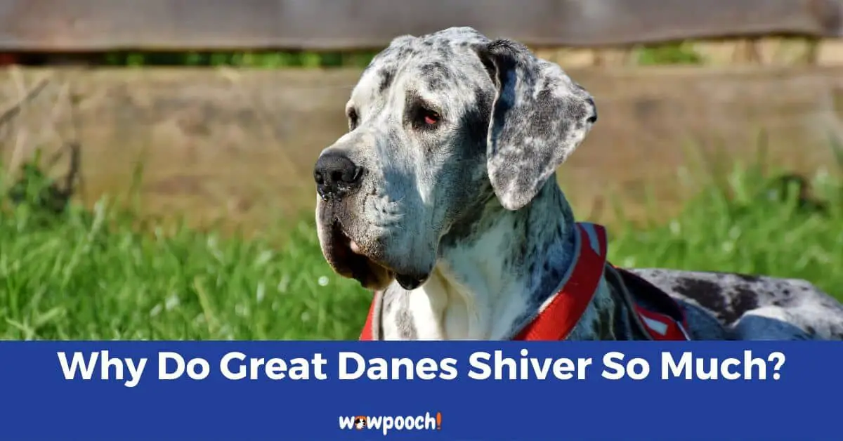 Why Do Great Danes Shiver