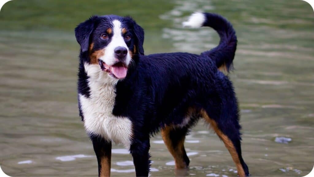 Bernese Mountain Dog In Water