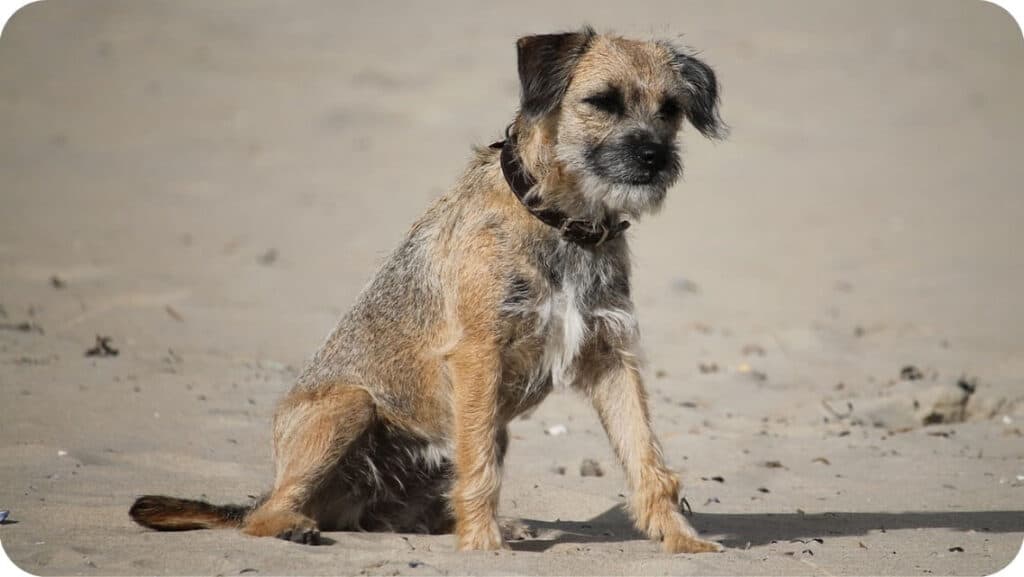 Border Terrier In Beach