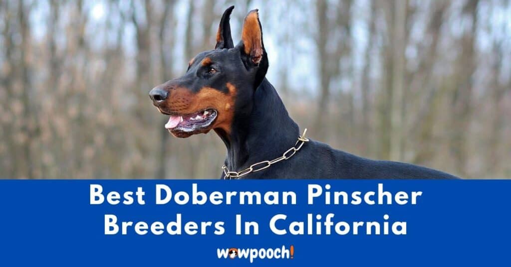 Top 10 Best Doberman Pinscher Breeders In California (CA) State