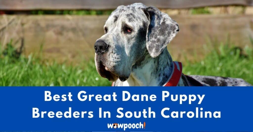 Top 5 Best Great Dane Breeders In South Carolina (SC) State