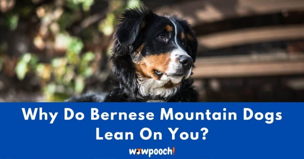 Why Do Bernese Mountain Dogs Lean On You?