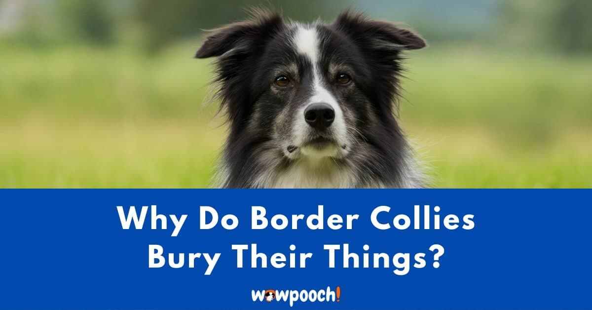 Why Do Border Collies Bury Their Things?