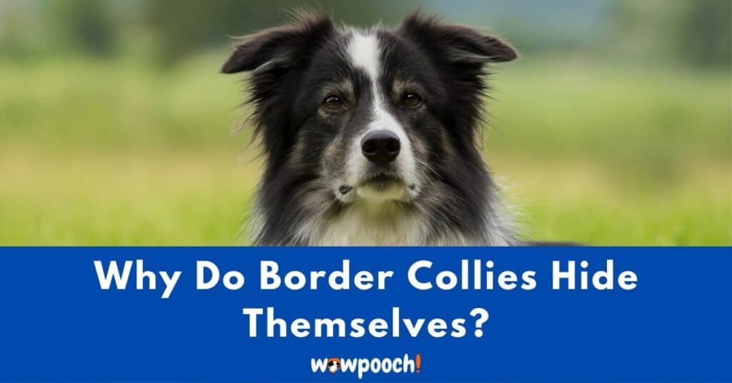 Why Do Border Collies Hide Themselves?
