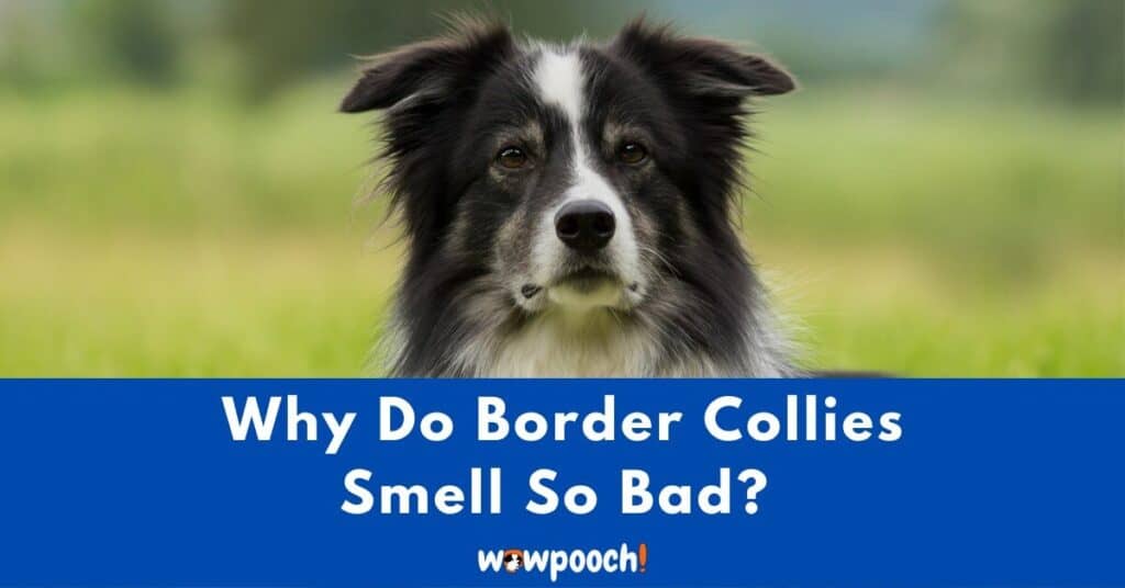 Why Do Border Collies Smell So Bad?