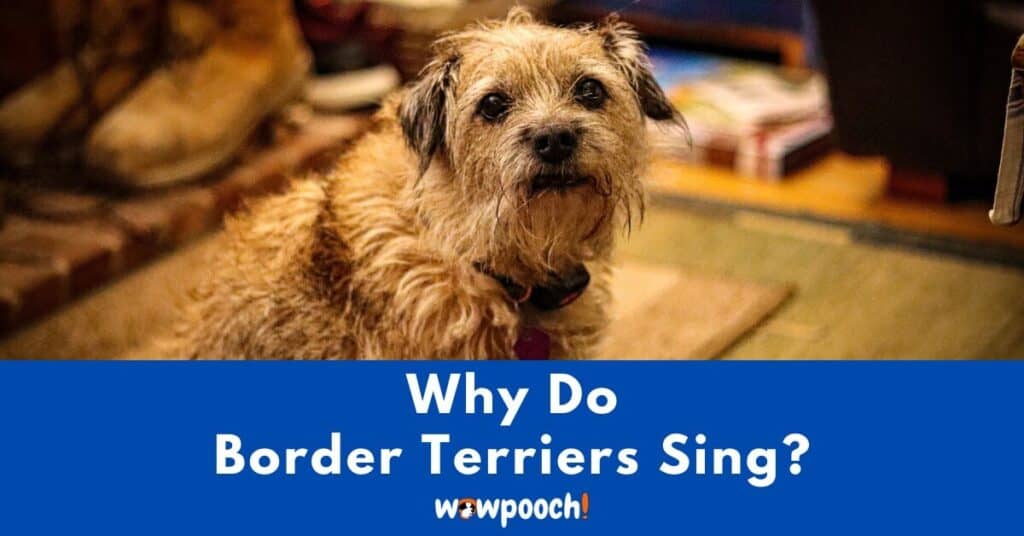 Why Do Border Terriers Sing?