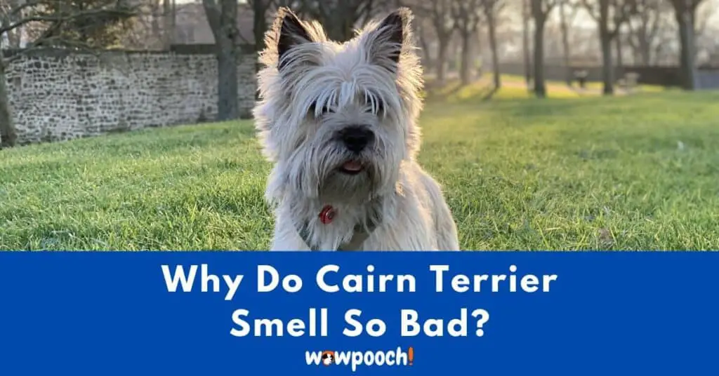 Why Do Cairn Terriers Smell So Bad?