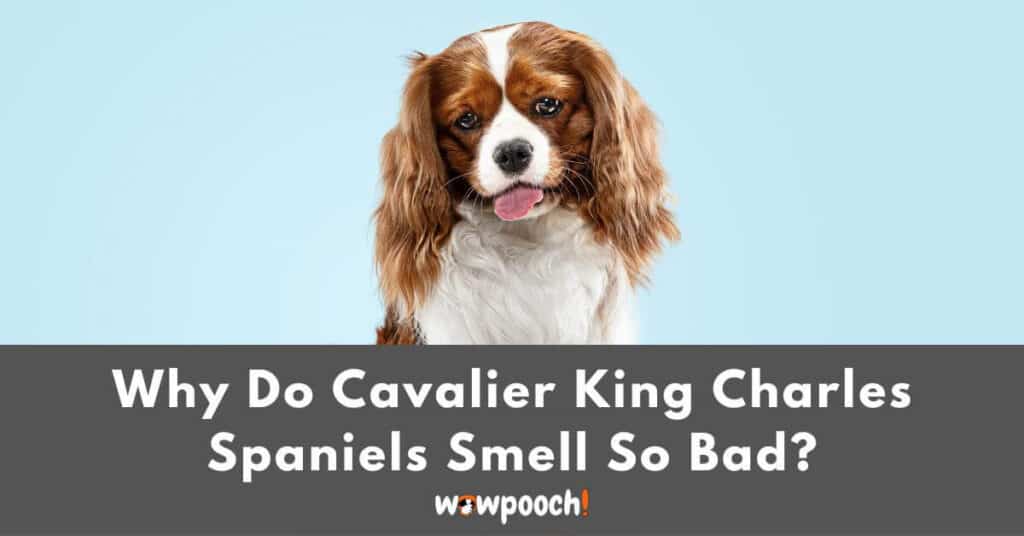 Why Do Cavalier King Charles Spaniels Smell So Bad?