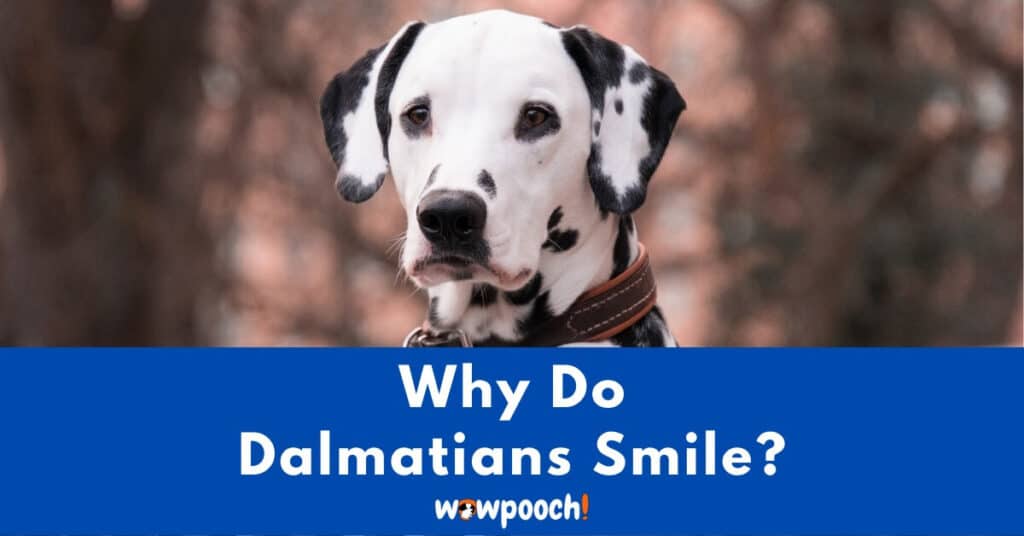 Why Do Dalmatians Smile?